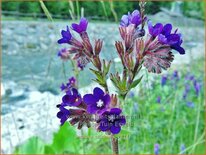 Anchusa officinalis