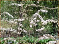 Actaea 'Queen of Sheba'