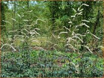 Actaea 'Queen of Sheba'