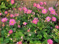 Anemone hybrida 'Giselle'