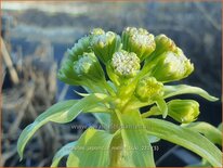 Petasites japonicus 'Nishiki-Buki'