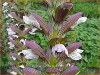 Acanthus 'Morning Candle'