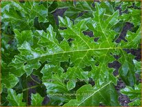 Acanthus hungaricus
