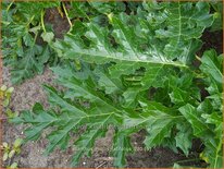 Acanthus mollis 'Latifolius'