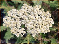Achillea 'Alabaster'