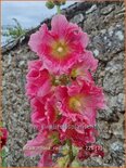 Alcea rosea 'Radiant Rose'