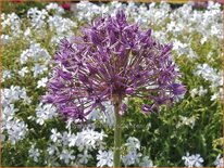 Allium 'Violet Beauty'
