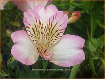 Alstroemeria 'Summer Break'