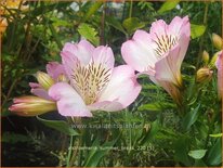 Alstroemeria 'Summer Break'