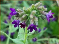 Anchusa officinalis