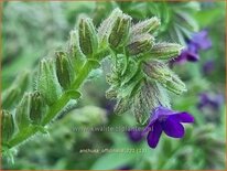 Anchusa officinalis