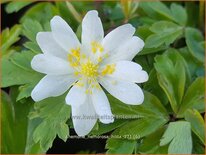 Anemone nemorosa 'Hilda'