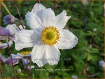 Anemone 'Ruffled Swan'