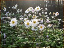 Anemone 'Ruffled Swan'
