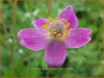 Anemone 'Spring Beauty Pink'