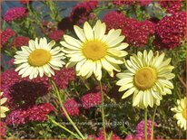 Anthemis hybrida 'Wargrave'