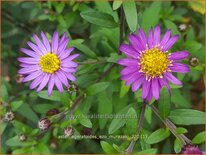 Aster ageratoides 'Ezo Murazaki'