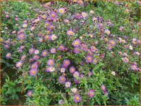 Aster ageratoides 'Ezo Murazaki'