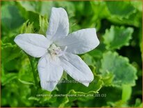 Campanula poscharskyana 'Nana Alba'