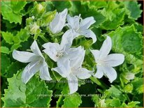 Campanula poscharskyana 'Nana Alba'