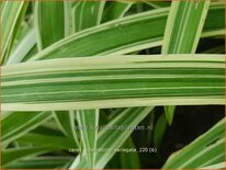 Carex siderosticta 'Variegata'