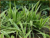 Carex siderosticta 'Variegata'