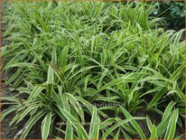 Carex siderosticta 'Variegata'