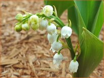 Convallaria majalis 'Doreen'