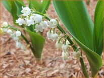 Convallaria majalis 'Doreen'