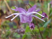Epimedium grandiflorum 'Lilafee'