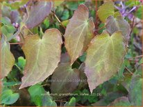 Epimedium grandiflorum 'Lilafee'