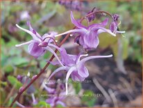 Epimedium grandiflorum 'Lilafee'