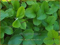 Fragaria 'Frel' ('Pink Panda')