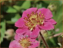 Fragaria 'Frel' ('Pink Panda')