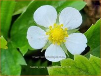 Fragaria vesca 'Yellow Wonder'