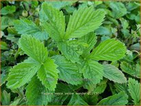Fragaria vesca 'Yellow Wonder'