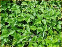 Fragaria vesca 'Yellow Wonder'