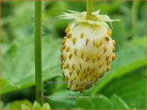 Fragaria vesca 'Yellow Wonder'