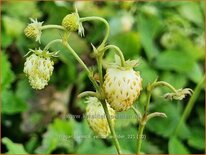 Fragaria vesca 'Yellow Wonder'