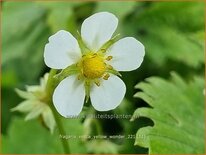 Fragaria vesca 'Yellow Wonder'
