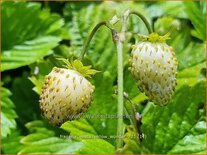Fragaria vesca 'Yellow Wonder'