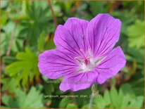Geranium sanguineum 'Khan'