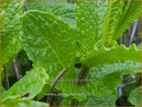 Mentha spicata 'Maroccan'