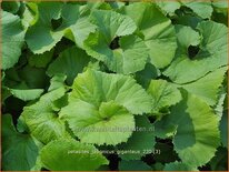 Petasites japonicus 'Giganteus'