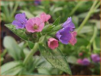 Pulmonaria 'Samurai'