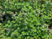 Thymus praecox 'Hall's Variety'