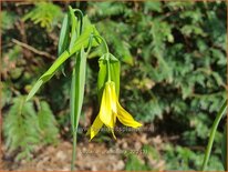 Uvularia grandiflora