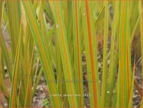 Libertia peregrinans