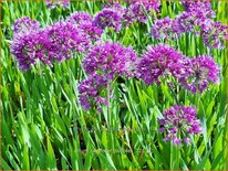 Allium 'Lavender Bubbles'