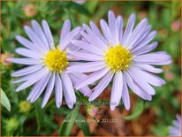 Aster 'Anja's Choice'